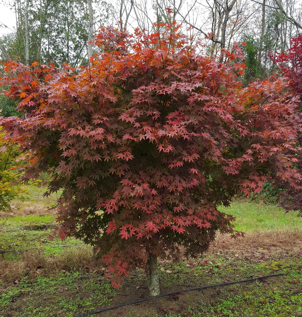 Buy Japanese Maple Trees - Evergreen Privacy Trees